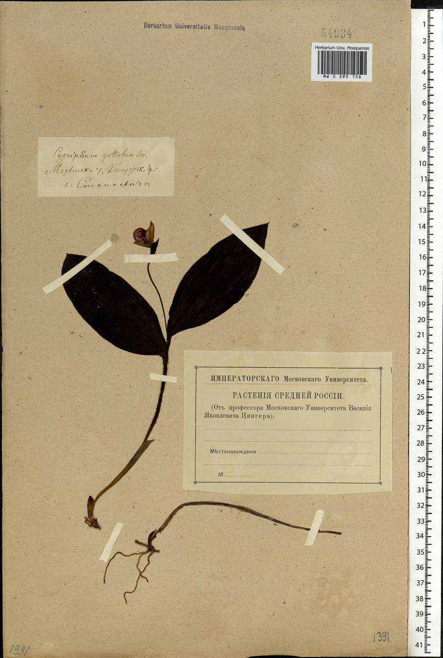 Cypripedium guttatum Sw., Eastern Europe, Central region (E4) (Russia)