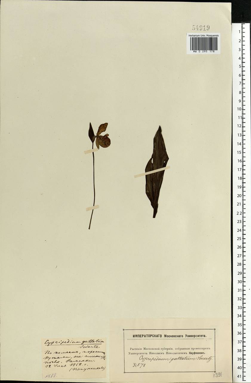 Cypripedium guttatum Sw., Eastern Europe, Moscow region (E4a) (Russia)