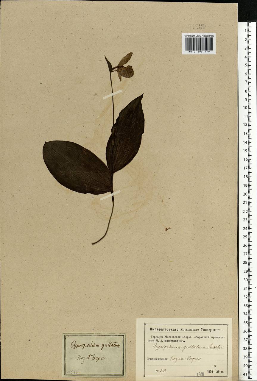 Cypripedium guttatum Sw., Eastern Europe, Moscow region (E4a) (Russia)