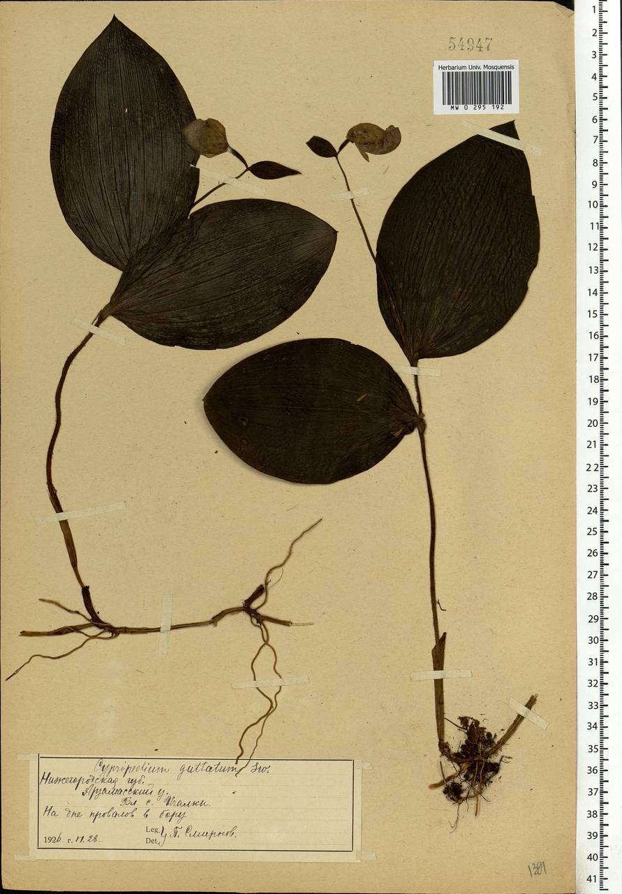 Cypripedium guttatum Sw., Eastern Europe, Volga-Kama region (E7) (Russia)