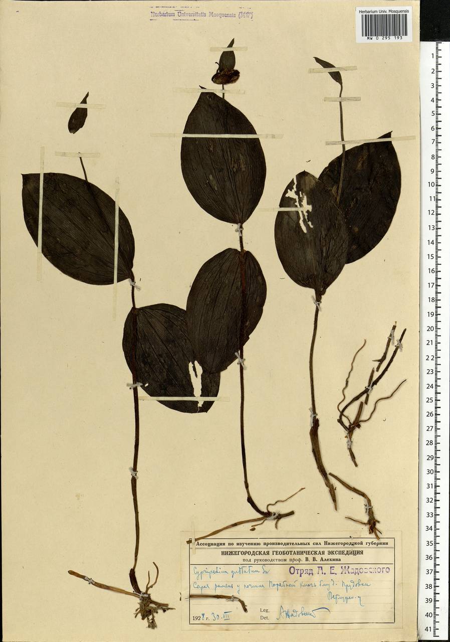 Cypripedium guttatum Sw., Eastern Europe, Central forest region (E5) (Russia)