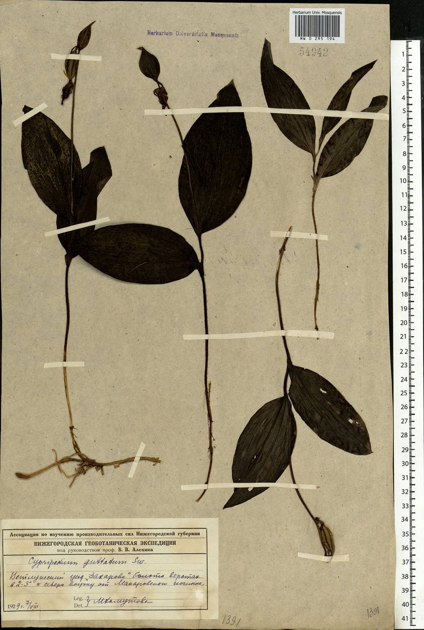 Cypripedium guttatum Sw., Eastern Europe, Volga-Kama region (E7) (Russia)