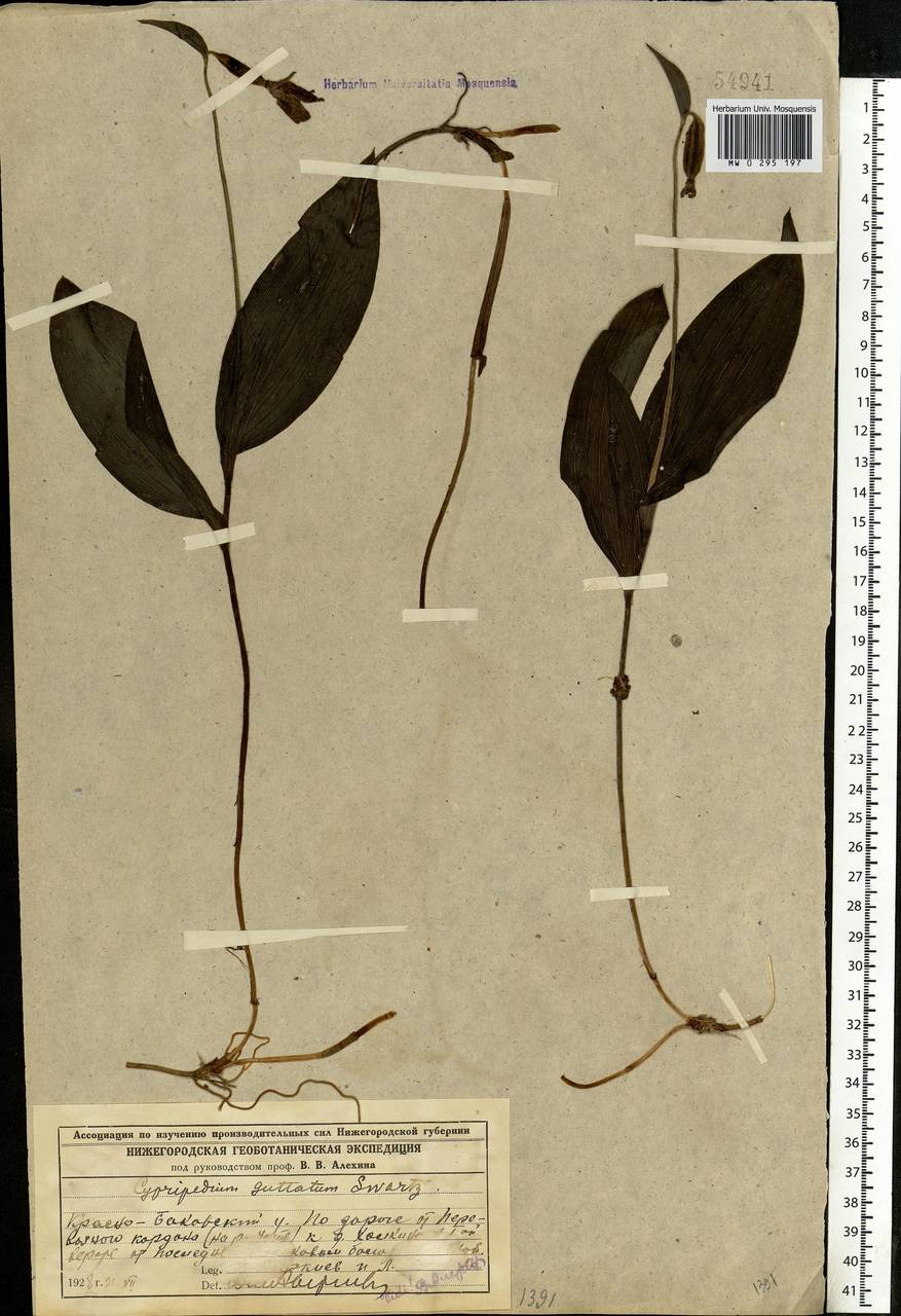 Cypripedium guttatum Sw., Eastern Europe, Volga-Kama region (E7) (Russia)