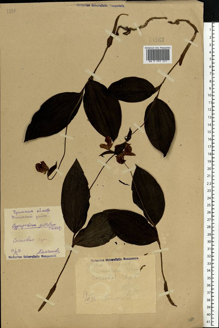 Cypripedium guttatum Sw., Eastern Europe, Eastern region (E10) (Russia)