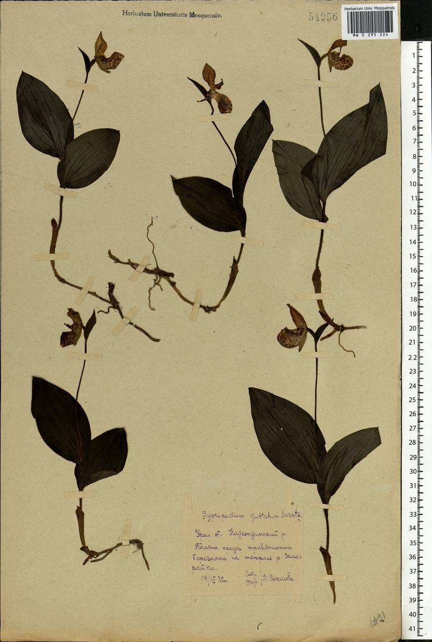 Cypripedium guttatum Sw., Eastern Europe, Eastern region (E10) (Russia)