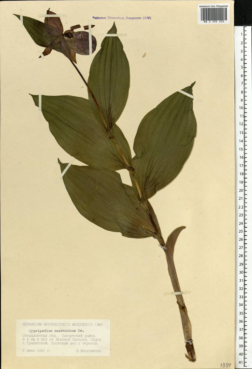 Cypripedium macranthos Sw., Eastern Europe, Eastern region (E10) (Russia)