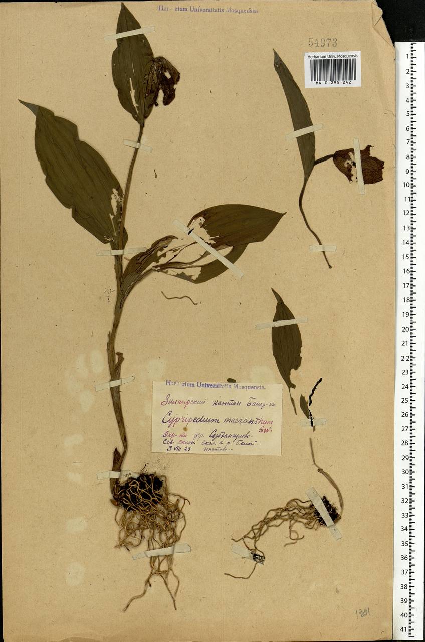 Cypripedium macranthos Sw., Eastern Europe, Eastern region (E10) (Russia)