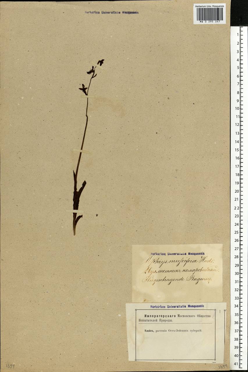 Ophrys insectifera L., Eastern Europe, Latvia (E2b) (Latvia)