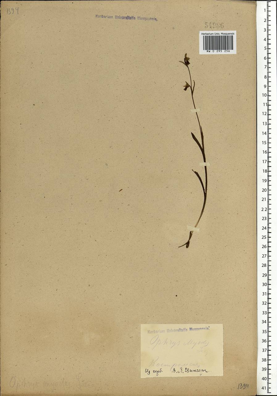 Ophrys insectifera L., Eastern Europe, Central forest region (E5) (Russia)