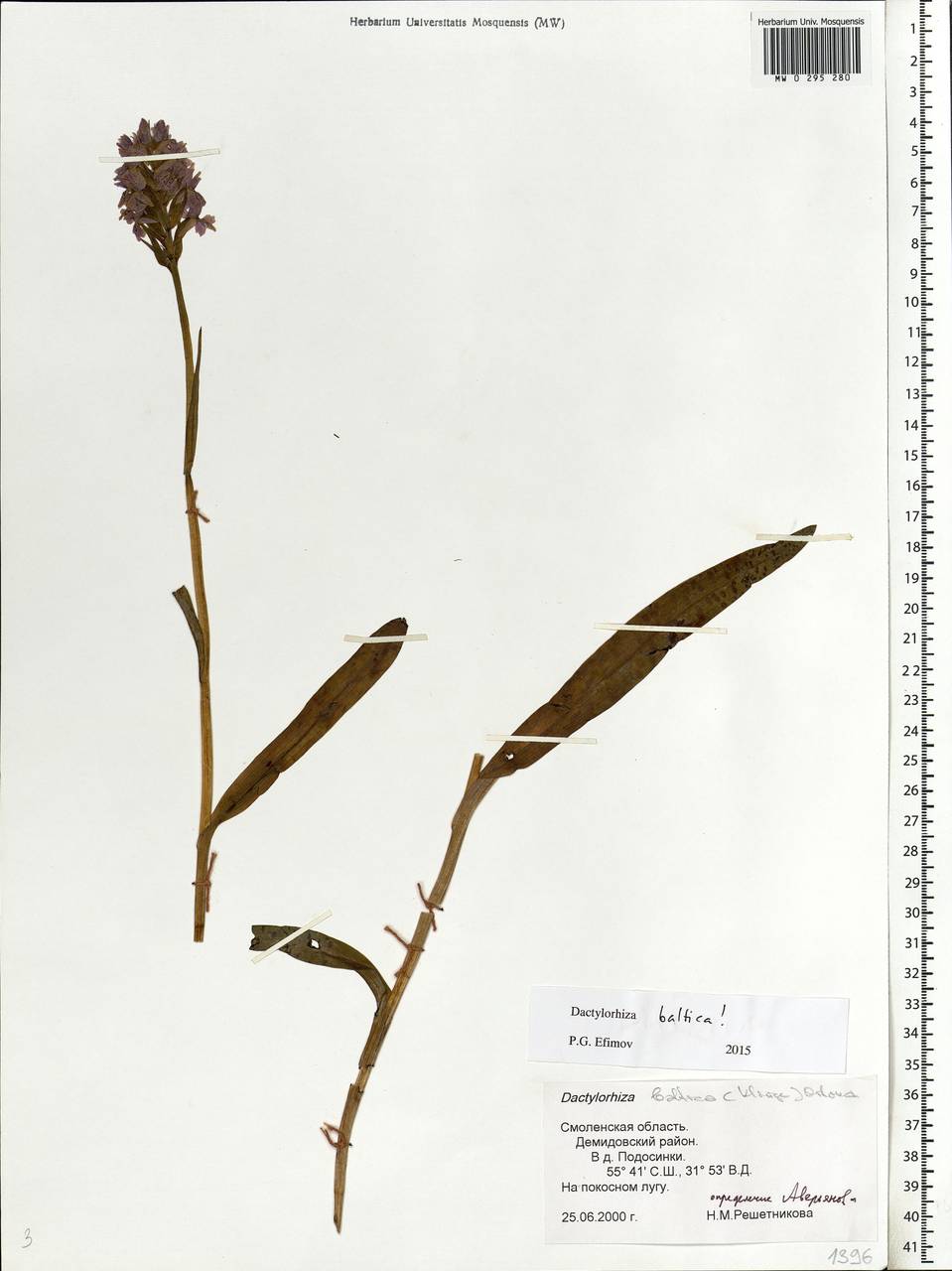 Dactylorhiza majalis subsp. baltica (Klinge) H.Sund., Eastern Europe, Western region (E3) (Russia)