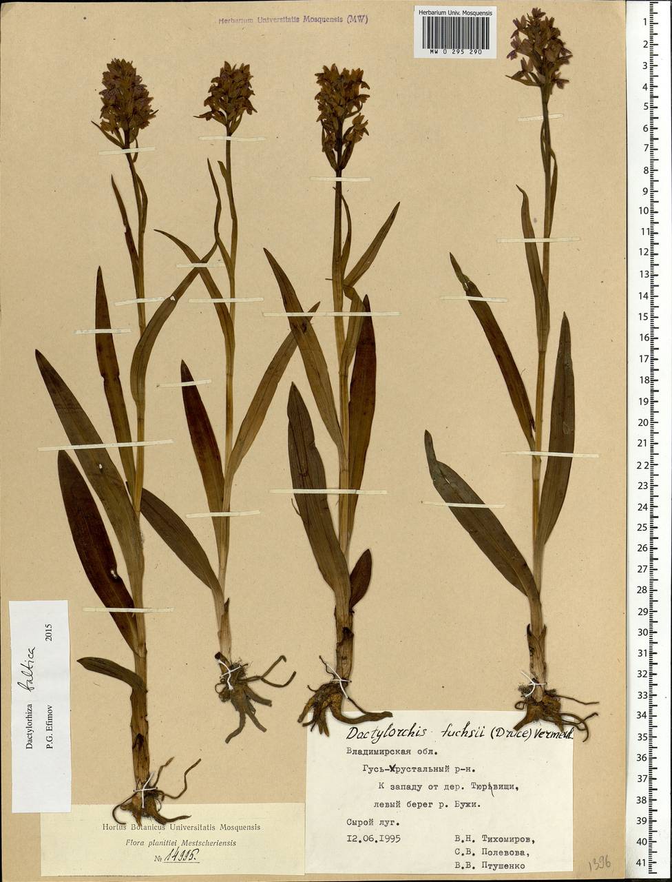 Dactylorhiza majalis subsp. baltica (Klinge) H.Sund., Eastern Europe, Central region (E4) (Russia)