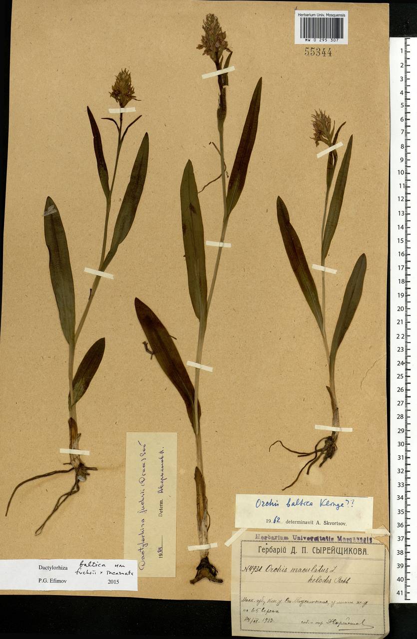 Dactylorhiza majalis subsp. baltica (Klinge) H.Sund., Eastern Europe, Moscow region (E4a) (Russia)