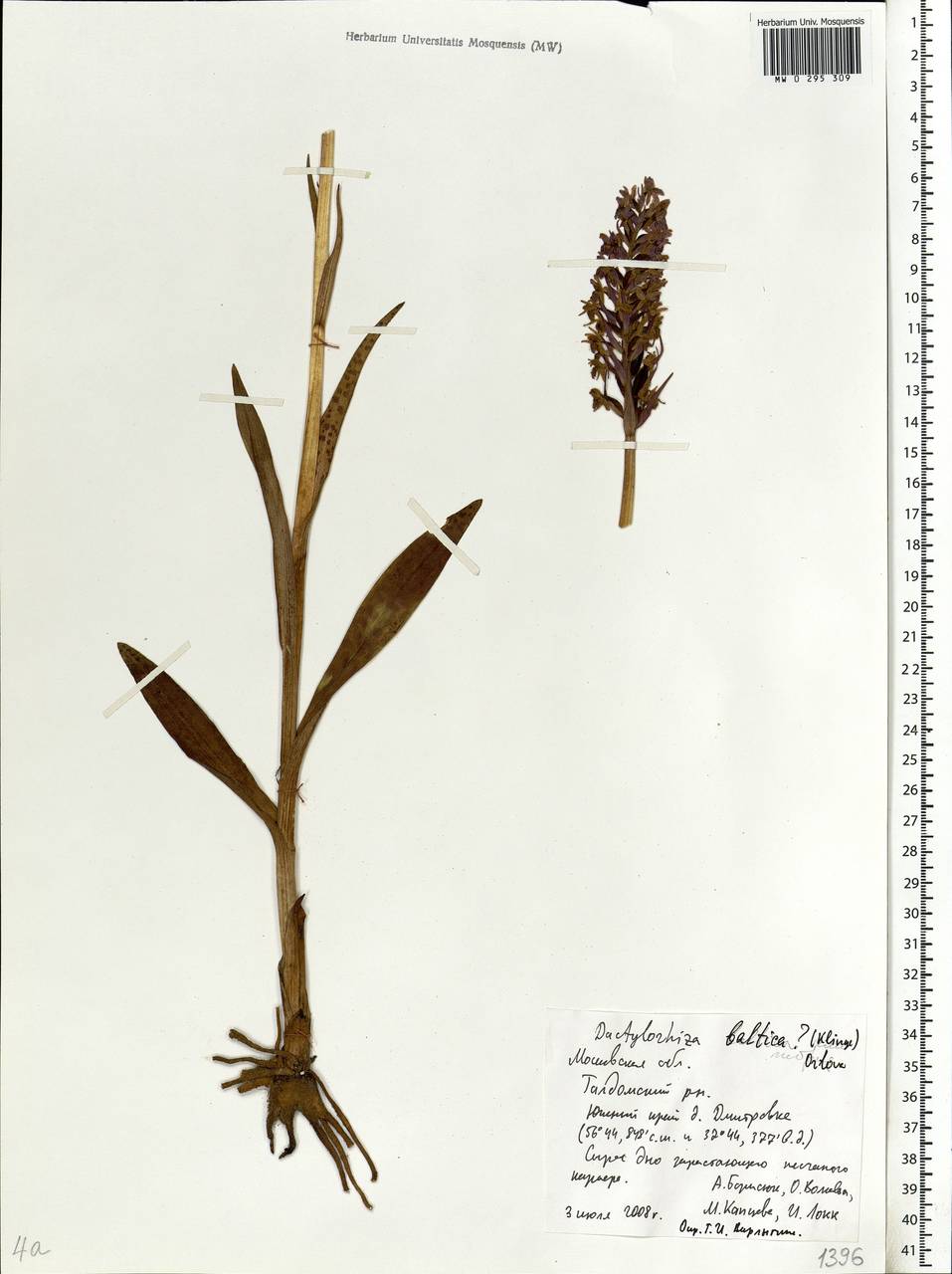 Dactylorhiza majalis subsp. baltica (Klinge) H.Sund., Eastern Europe, Moscow region (E4a) (Russia)