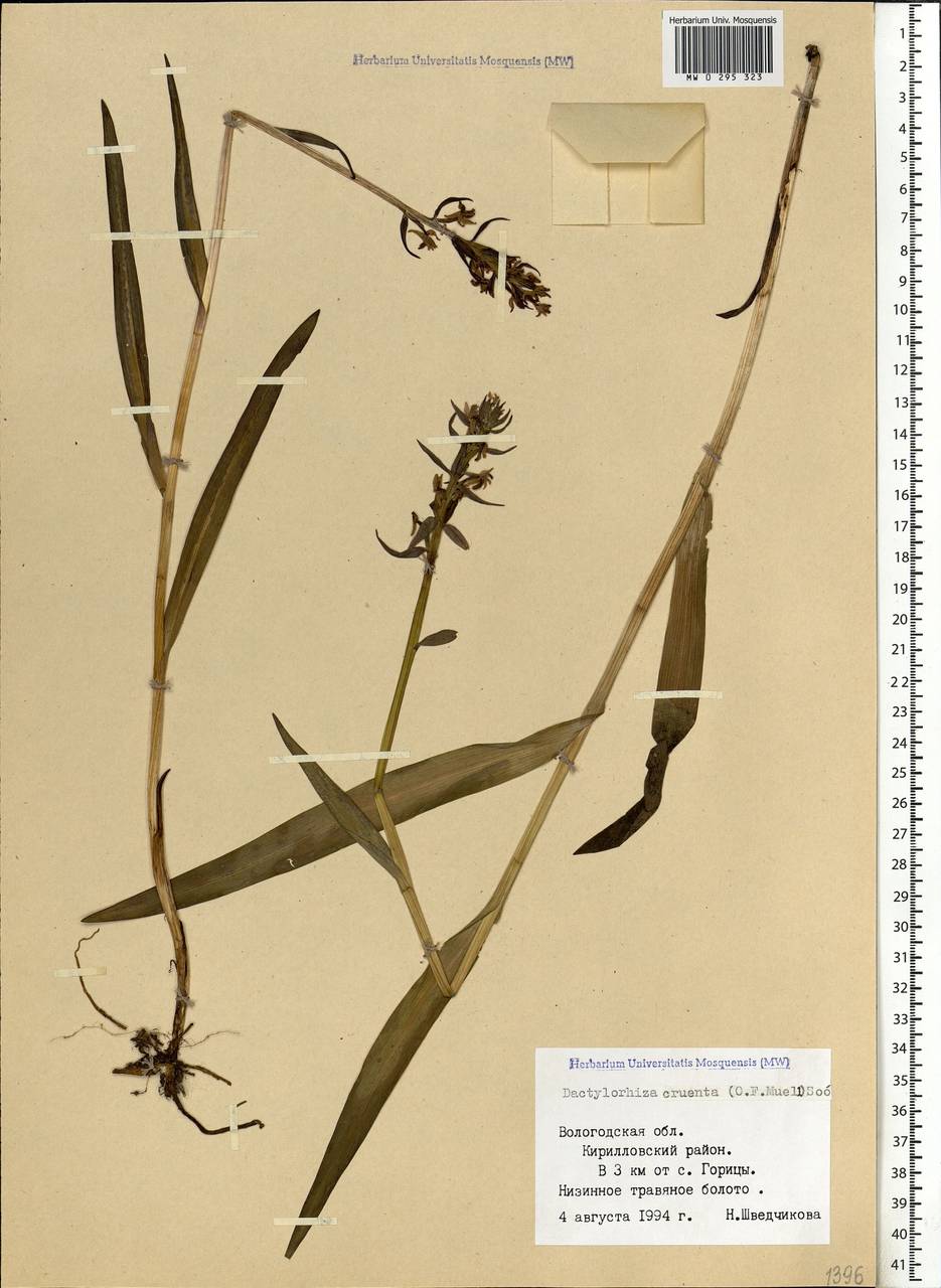 Dactylorhiza incarnata subsp. cruenta (O.F.Müll.) P.D.Sell, Eastern Europe, Northern region (E1) (Russia)