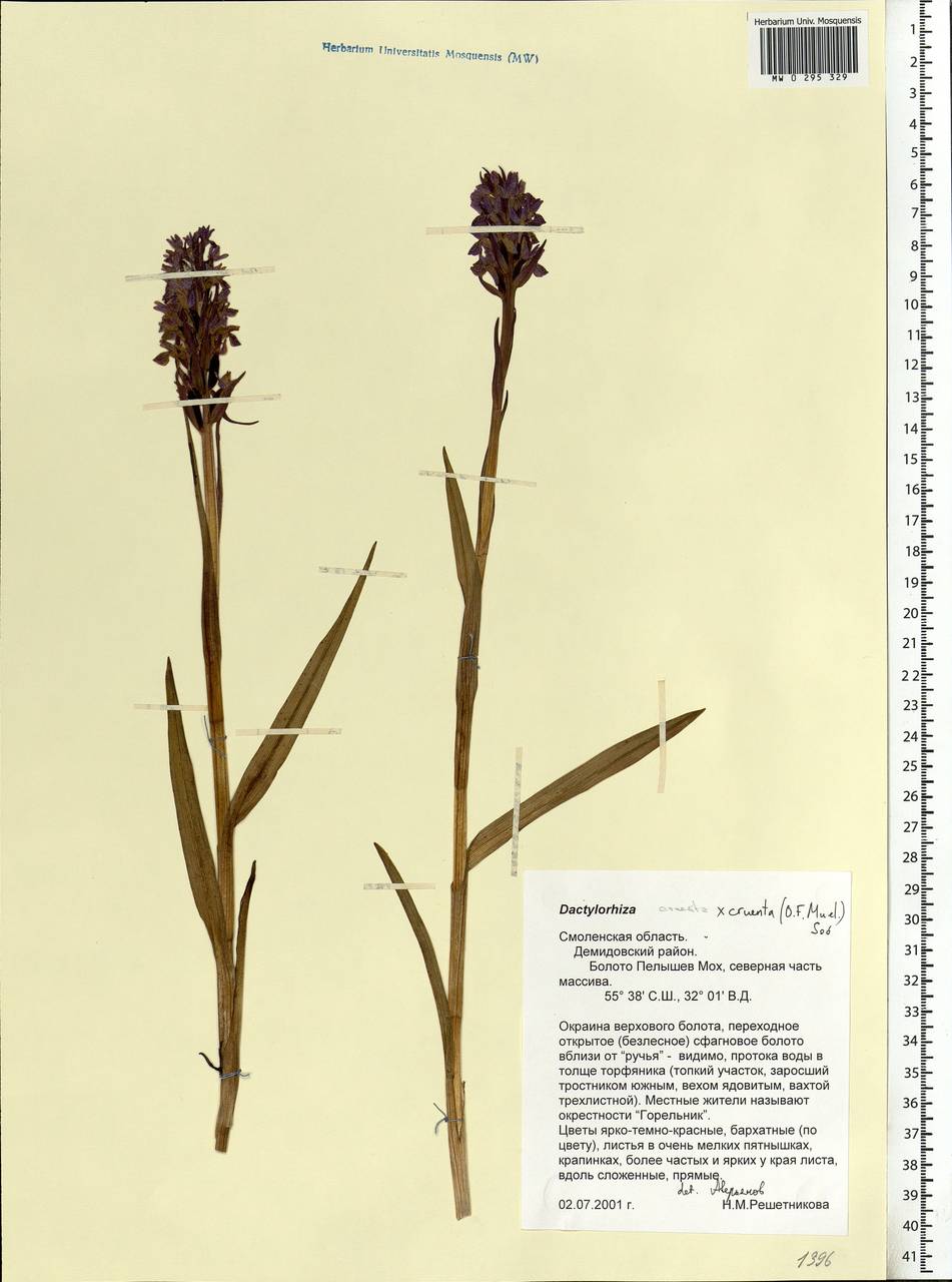 Dactylorhiza incarnata subsp. cruenta (O.F.Müll.) P.D.Sell, Eastern Europe, Western region (E3) (Russia)