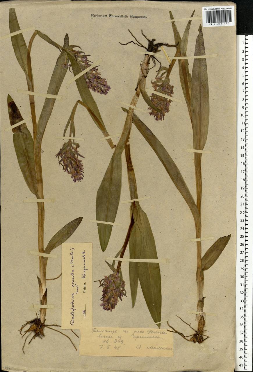 Dactylorhiza incarnata subsp. cruenta (O.F.Müll.) P.D.Sell, Eastern Europe, Moscow region (E4a) (Russia)