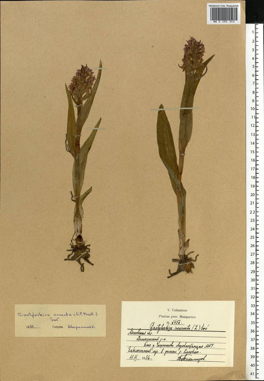 Dactylorhiza incarnata subsp. cruenta (O.F.Müll.) P.D.Sell, Eastern Europe, Moscow region (E4a) (Russia)