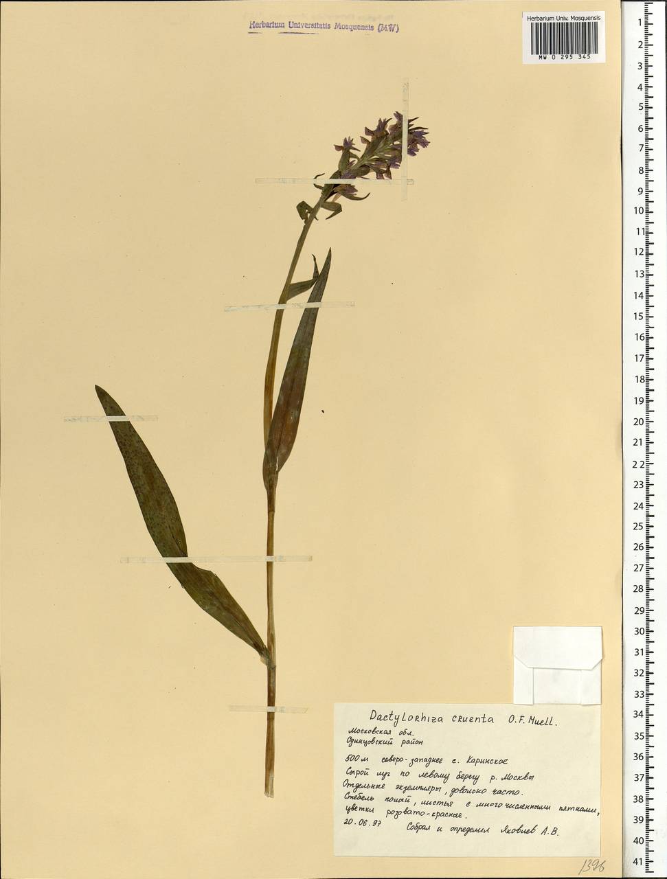 Dactylorhiza incarnata subsp. cruenta (O.F.Müll.) P.D.Sell, Eastern Europe, Moscow region (E4a) (Russia)