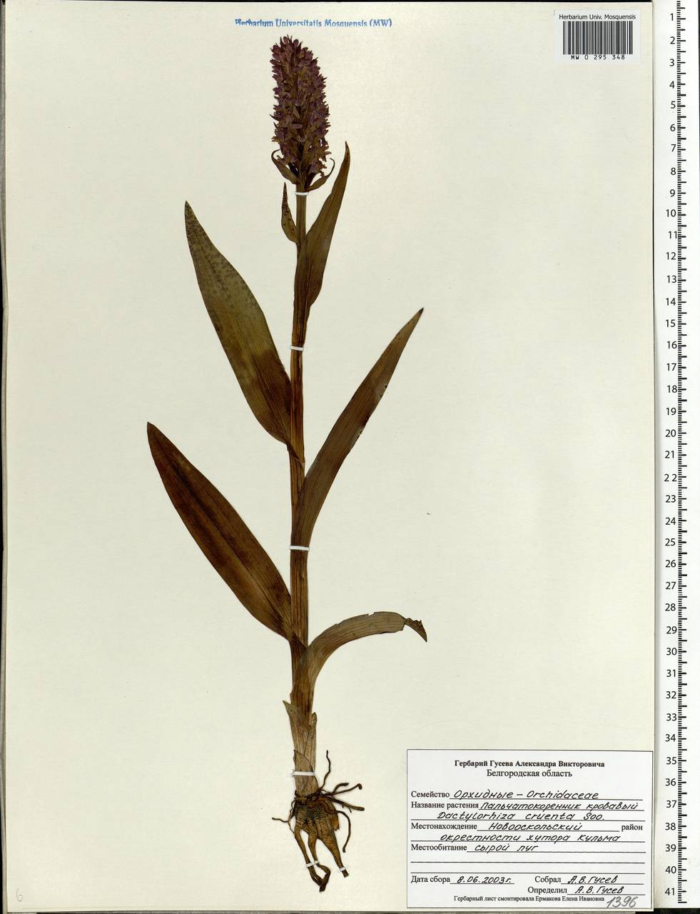 Dactylorhiza incarnata subsp. cruenta (O.F.Müll.) P.D.Sell, Eastern Europe, Central forest-and-steppe region (E6) (Russia)