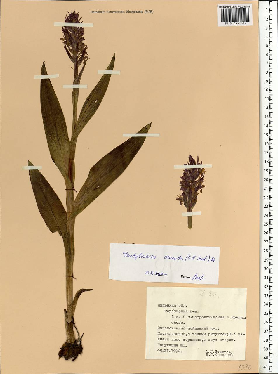 Dactylorhiza incarnata subsp. cruenta (O.F.Müll.) P.D.Sell, Eastern Europe, Central forest-and-steppe region (E6) (Russia)
