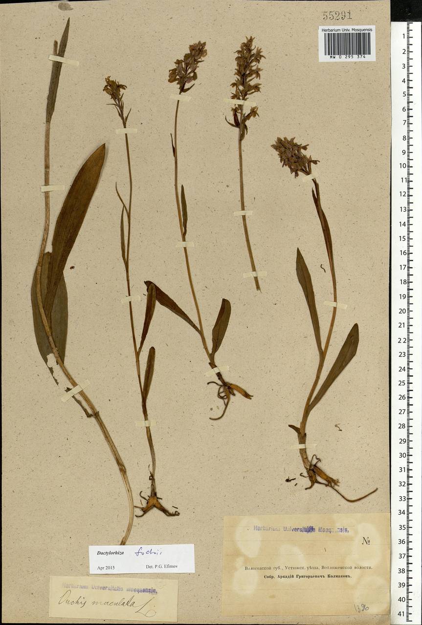 Dactylorhiza maculata subsp. fuchsii (Druce) Hyl., Eastern Europe, Northern region (E1) (Russia)