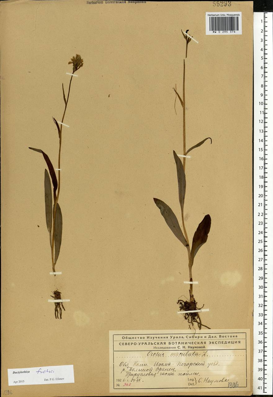 Dactylorhiza maculata subsp. fuchsii (Druce) Hyl., Eastern Europe, Northern region (E1) (Russia)