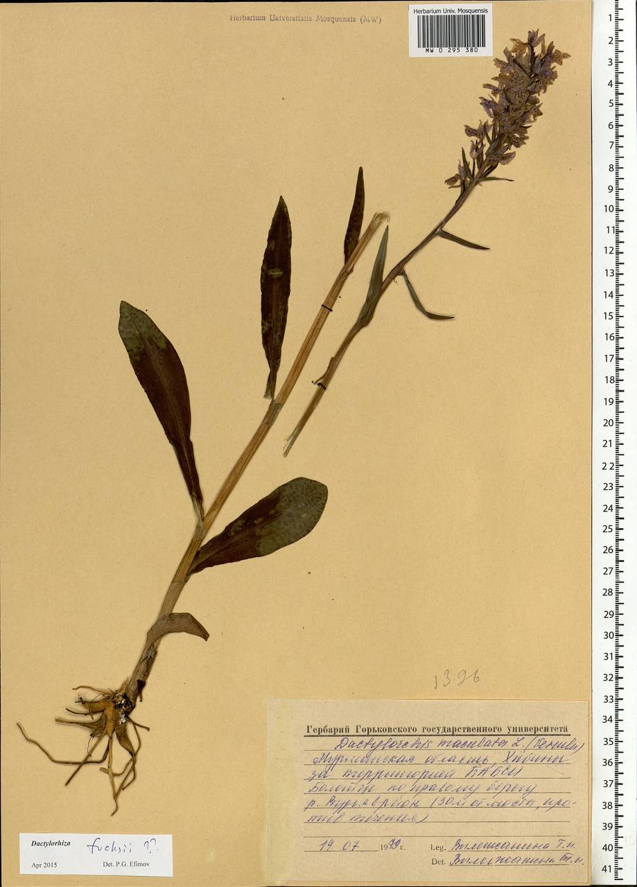 Dactylorhiza fuchsii (Druce) Soó, Eastern Europe, Northern region (E1) (Russia)