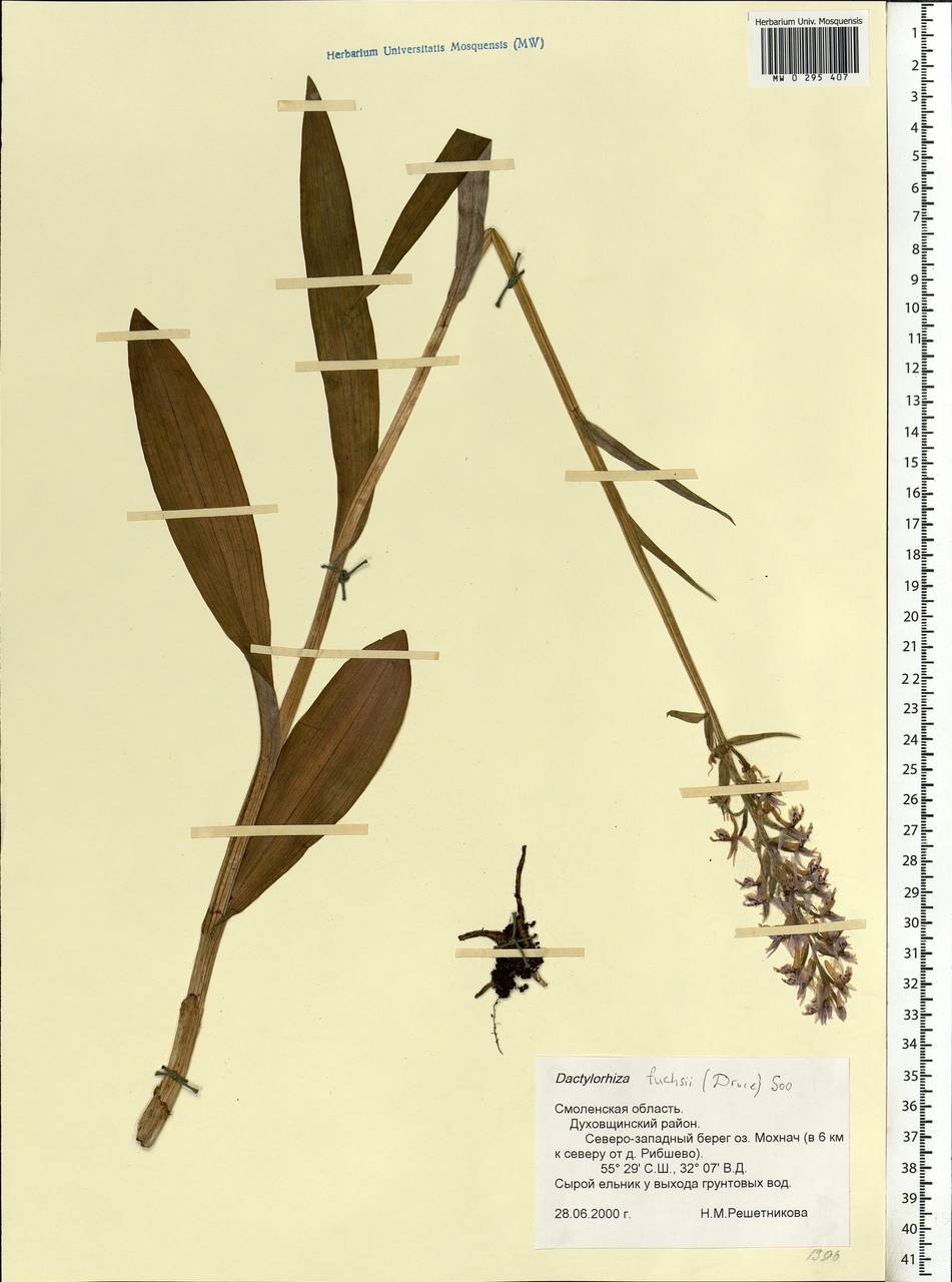 Dactylorhiza maculata subsp. fuchsii (Druce) Hyl., Eastern Europe, Western region (E3) (Russia)