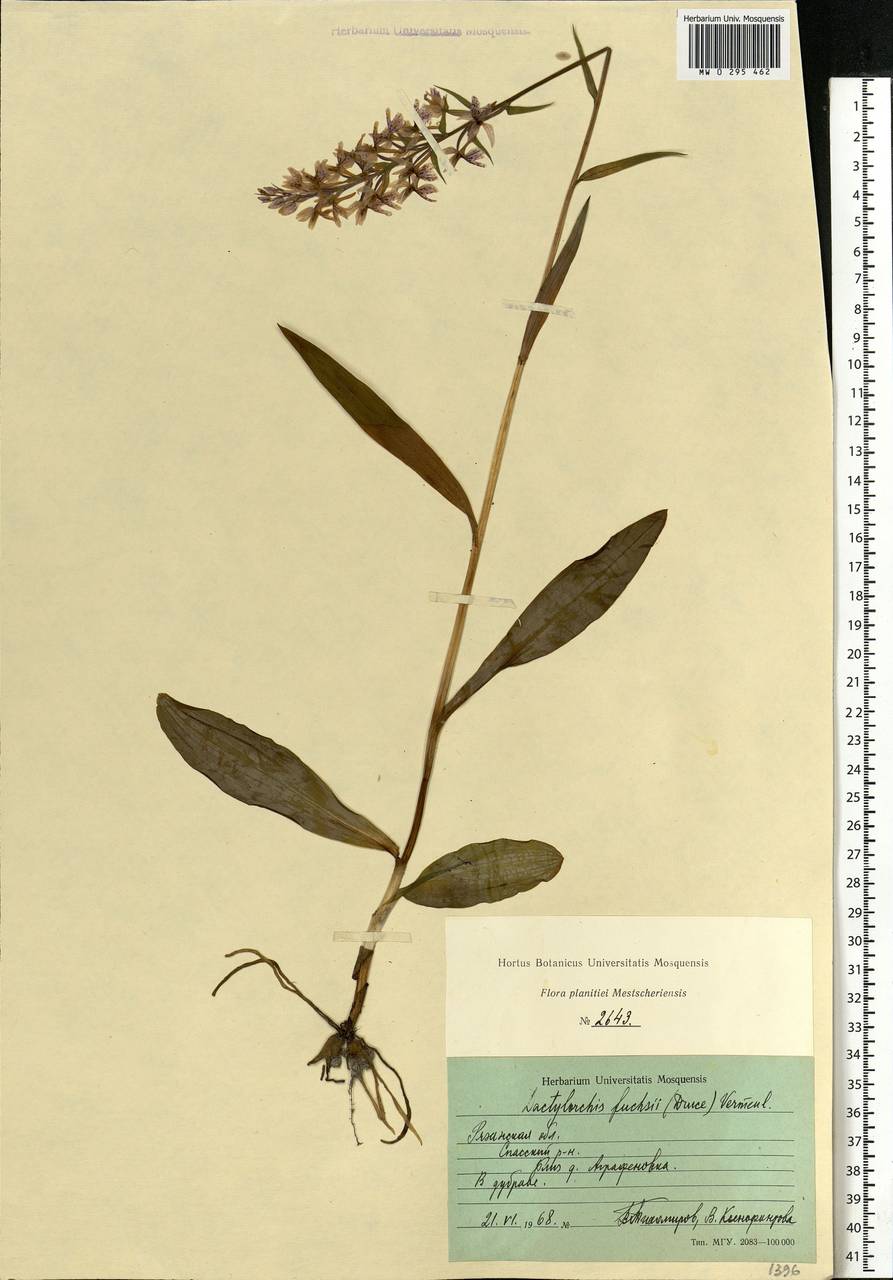 Dactylorhiza maculata subsp. fuchsii (Druce) Hyl., Eastern Europe, Central region (E4) (Russia)