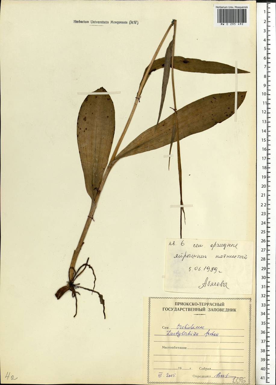 Dactylorhiza maculata subsp. fuchsii (Druce) Hyl., Eastern Europe, Moscow region (E4a) (Russia)