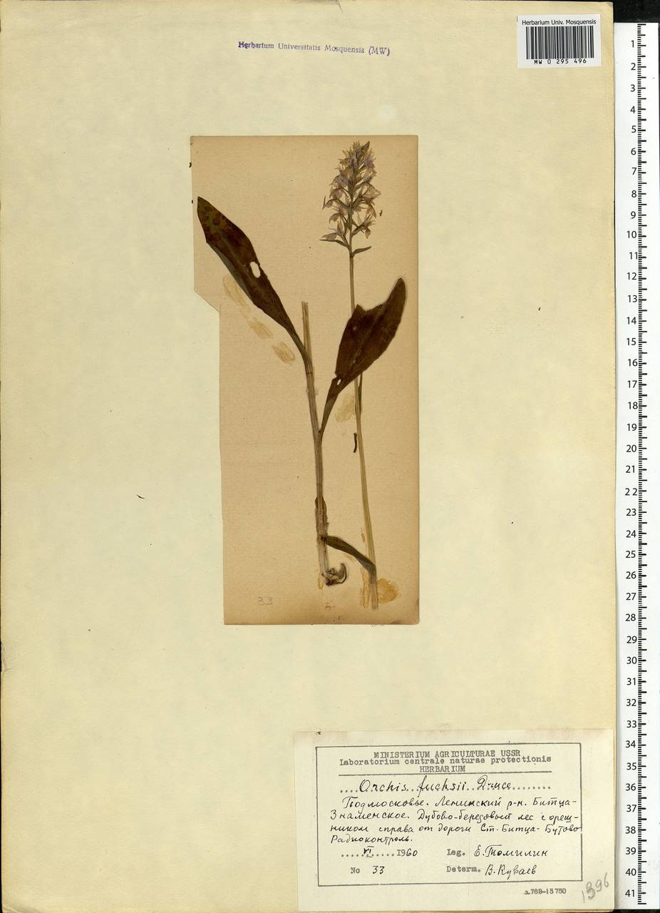 Dactylorhiza fuchsii (Druce) Soó, Eastern Europe, Moscow region (E4a) (Russia)