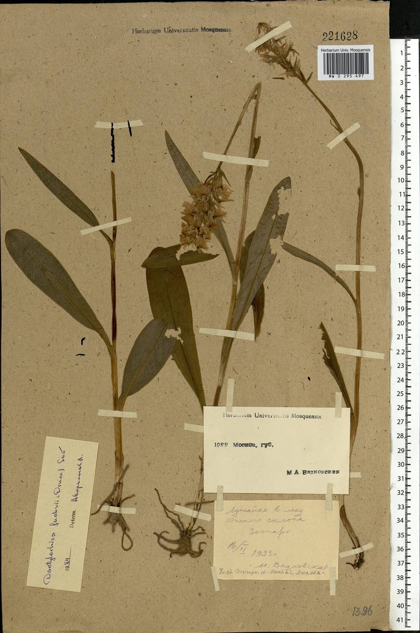 Dactylorhiza maculata subsp. fuchsii (Druce) Hyl., Eastern Europe, Moscow region (E4a) (Russia)