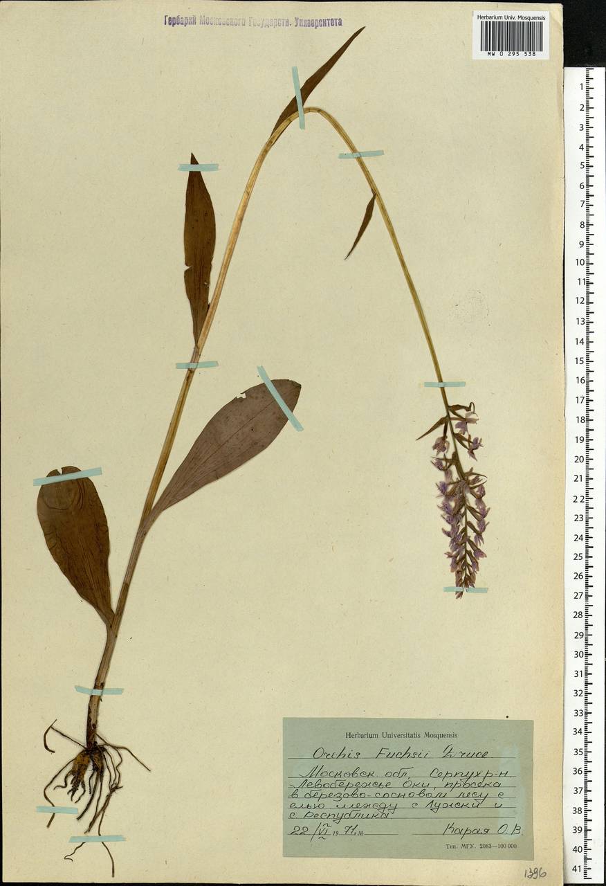 Dactylorhiza maculata subsp. fuchsii (Druce) Hyl., Eastern Europe, Moscow region (E4a) (Russia)