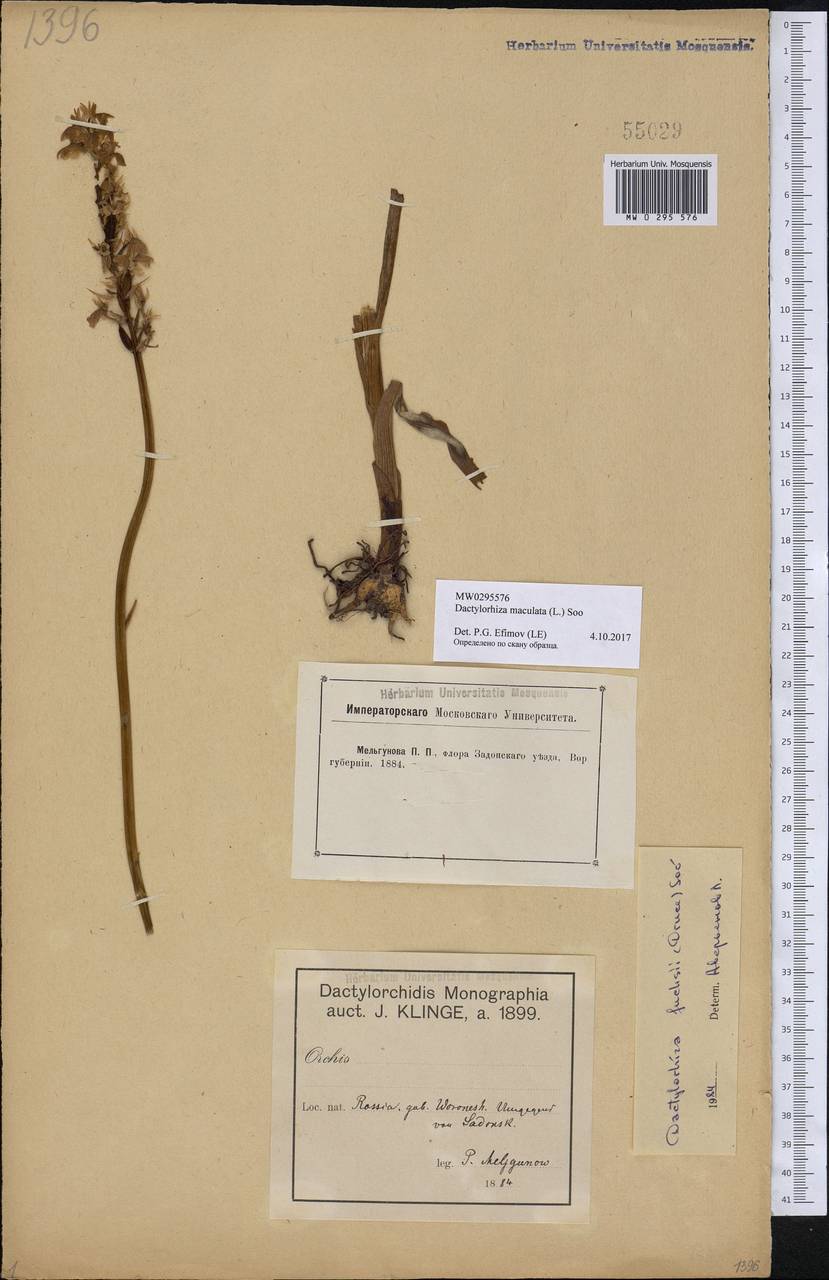 Dactylorhiza maculata (L.) Soó, Eastern Europe, Central forest-and-steppe region (E6) (Russia)