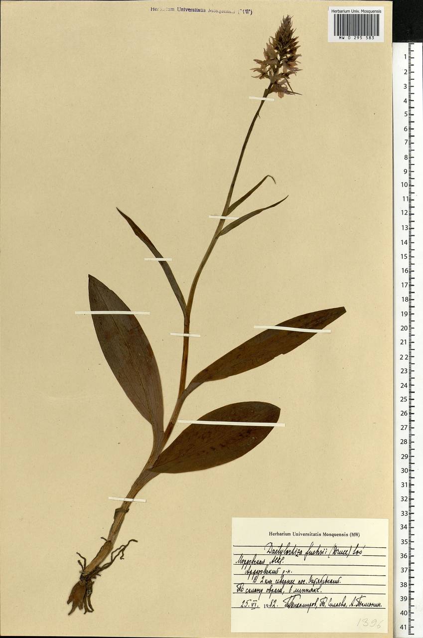 Dactylorhiza maculata subsp. fuchsii (Druce) Hyl., Eastern Europe, Middle Volga region (E8) (Russia)