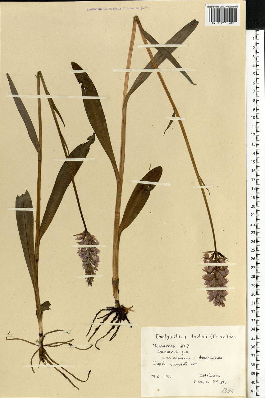 Dactylorhiza maculata subsp. fuchsii (Druce) Hyl., Eastern Europe, Middle Volga region (E8) (Russia)