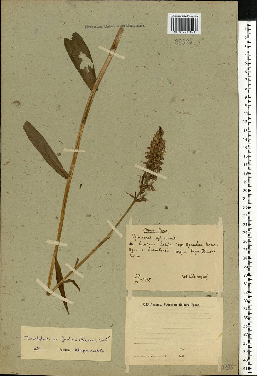 Dactylorhiza fuchsii (Druce) Soó, Eastern Europe, Eastern region (E10) (Russia)