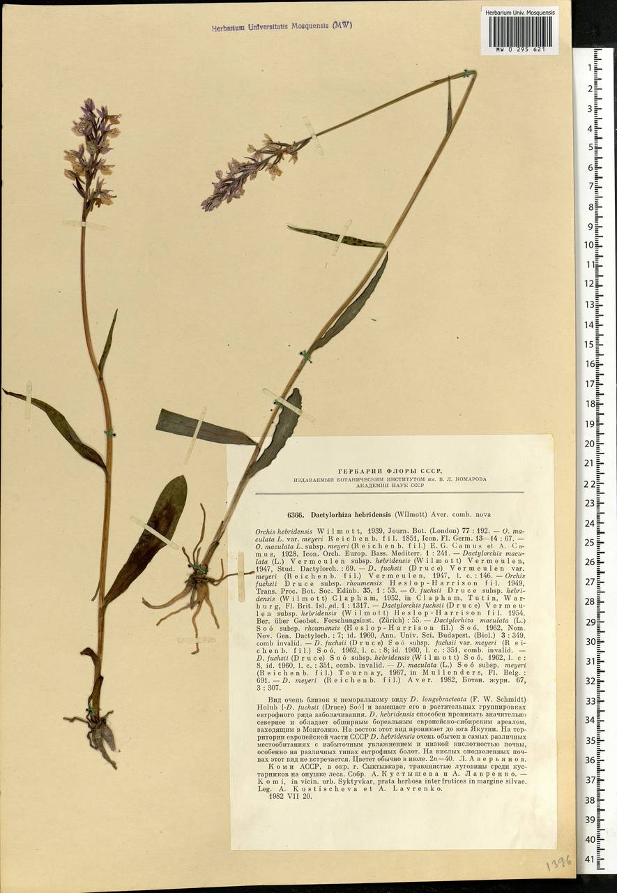 Dactylorhiza fuchsii subsp. hebridensis (Wilmott) Soó, Eastern Europe, Northern region (E1) (Russia)