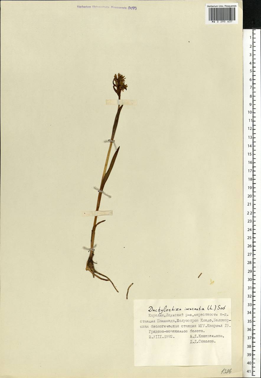 Dactylorhiza incarnata (L.) Soó, Eastern Europe, Northern region (E1) (Russia)
