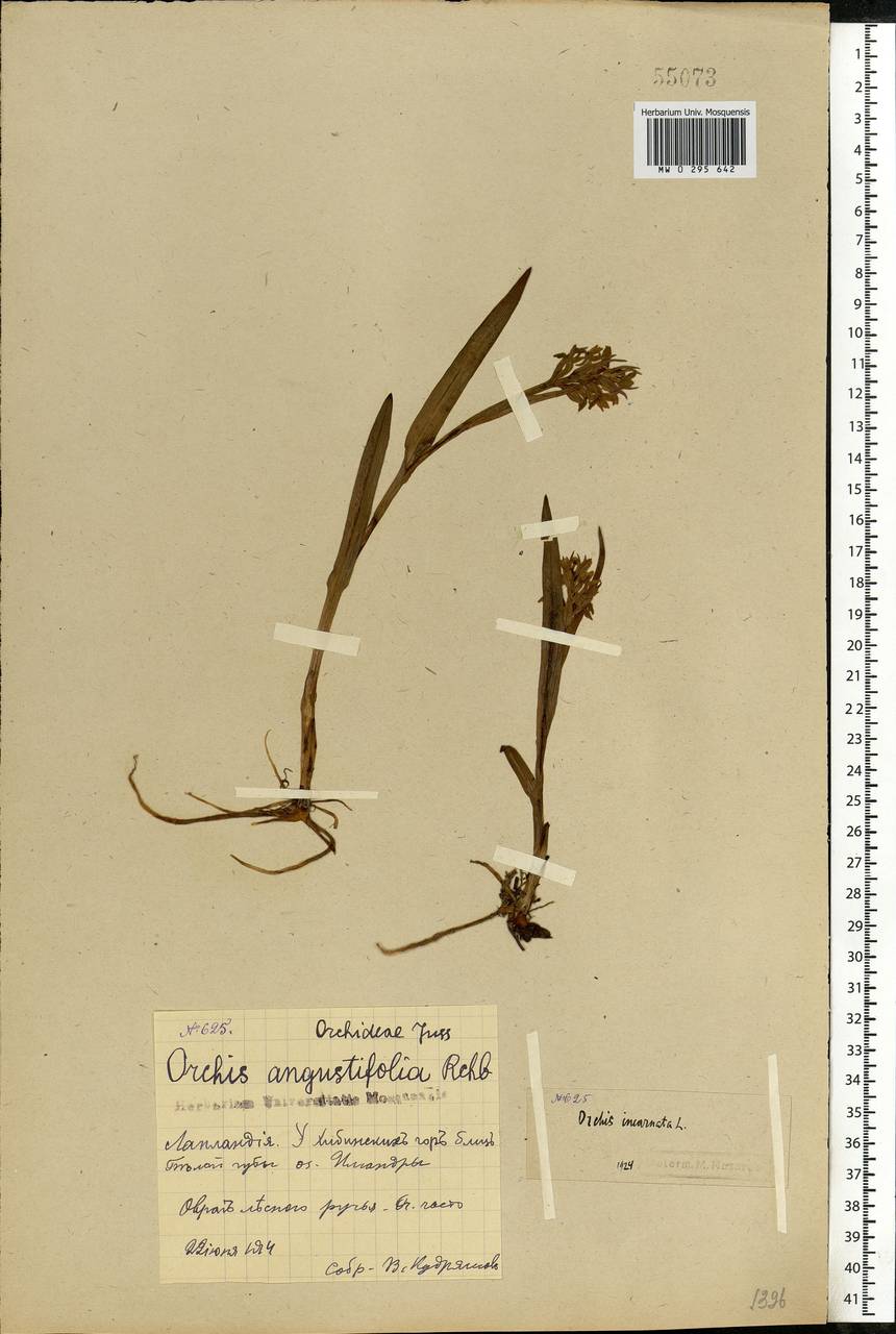 Dactylorhiza incarnata (L.) Soó, Eastern Europe, Northern region (E1) (Russia)