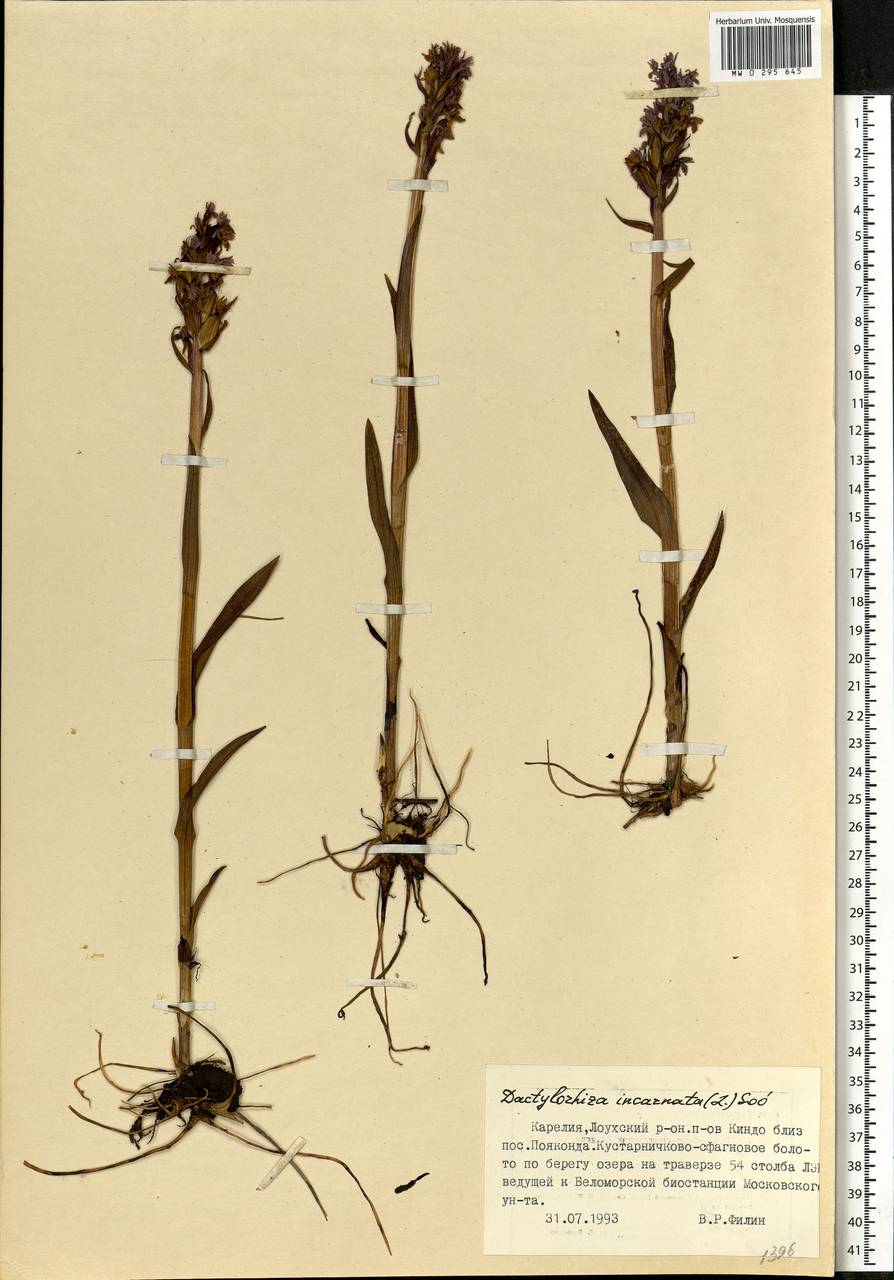 Dactylorhiza incarnata (L.) Soó, Eastern Europe, Northern region (E1) (Russia)