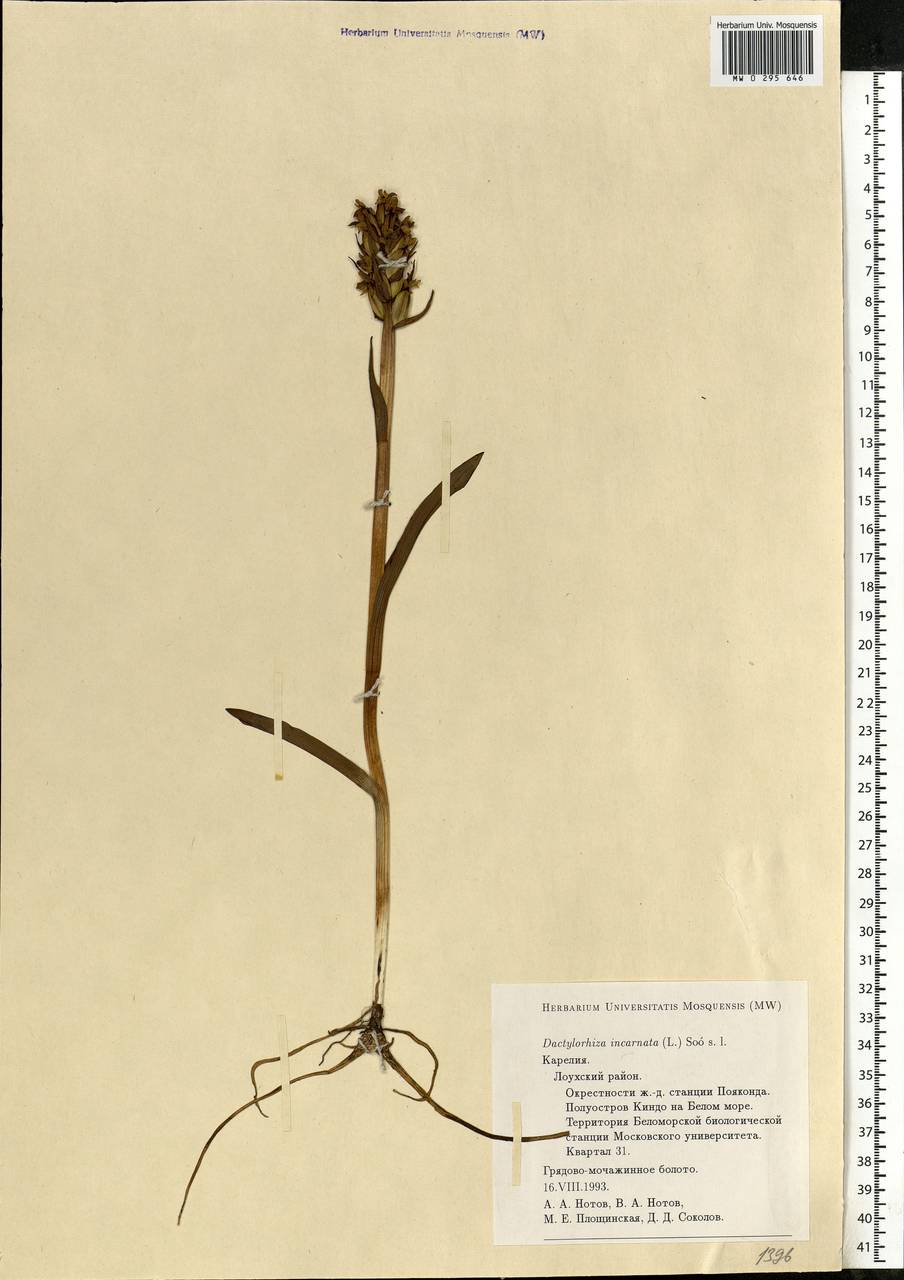 Dactylorhiza incarnata (L.) Soó, Eastern Europe, Northern region (E1) (Russia)