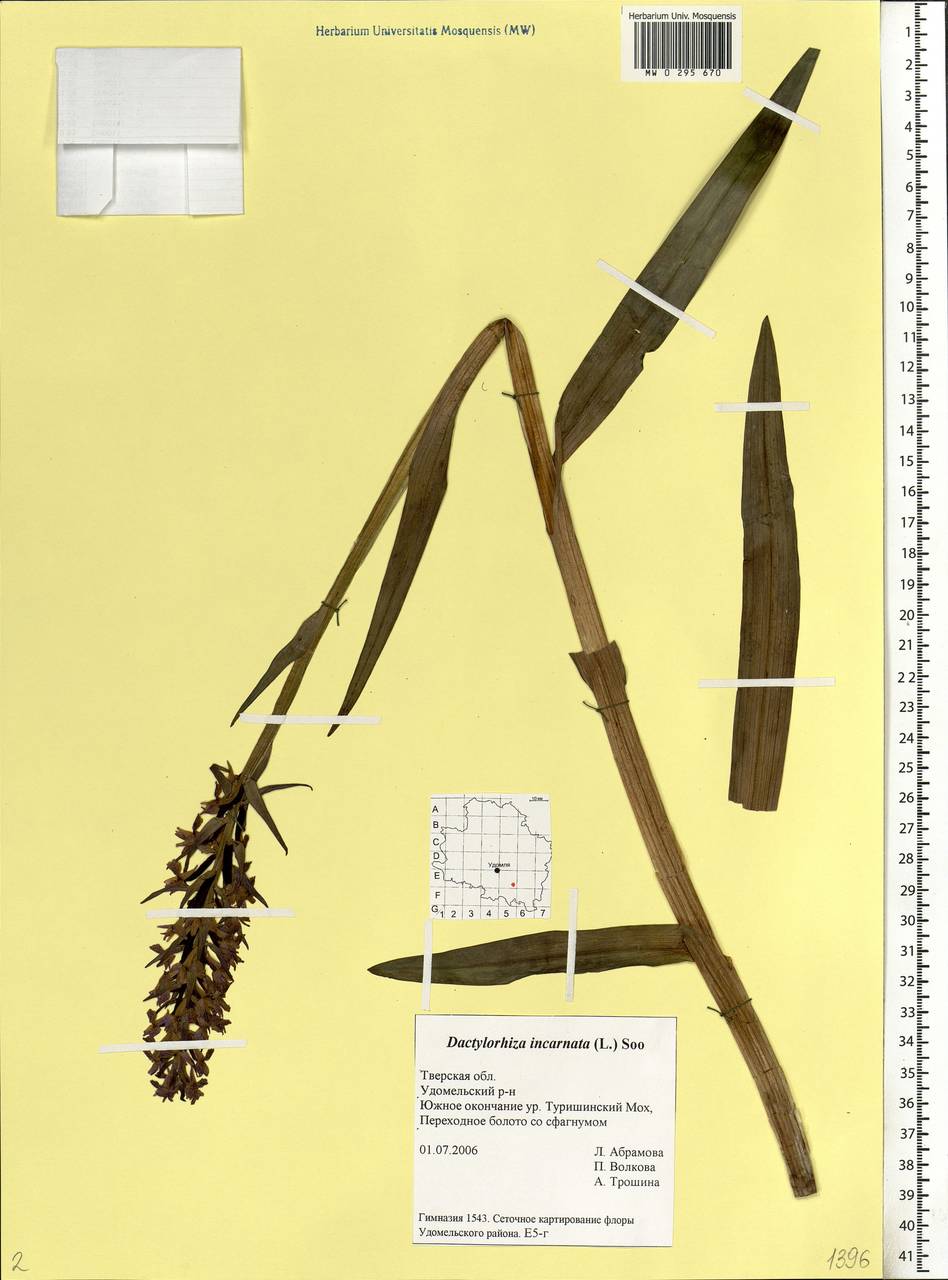 Dactylorhiza incarnata (L.) Soó, Eastern Europe, North-Western region (E2) (Russia)