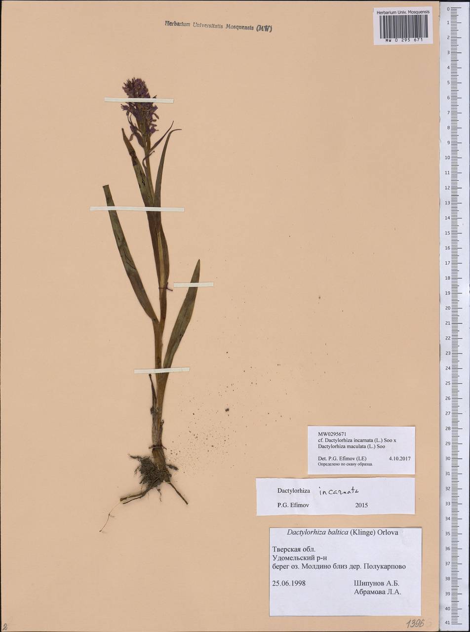 Dactylorhiza incarnata × maculata, Eastern Europe, North-Western region (E2) (Russia)