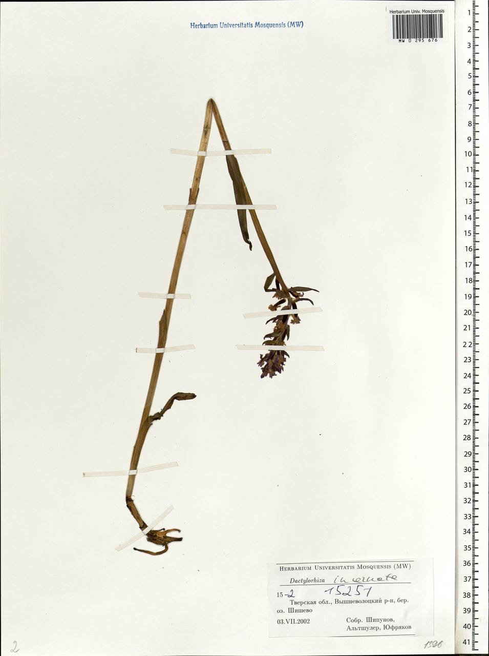 Dactylorhiza incarnata (L.) Soó, Eastern Europe, North-Western region (E2) (Russia)