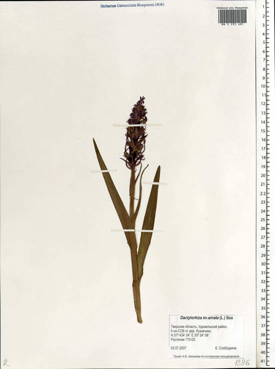 Dactylorhiza incarnata (L.) Soó, Eastern Europe, North-Western region (E2) (Russia)