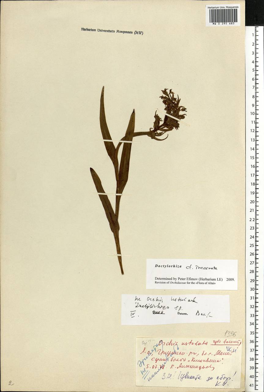 Dactylorhiza incarnata (L.) Soó, Eastern Europe, Central forest-and-steppe region (E6) (Russia)