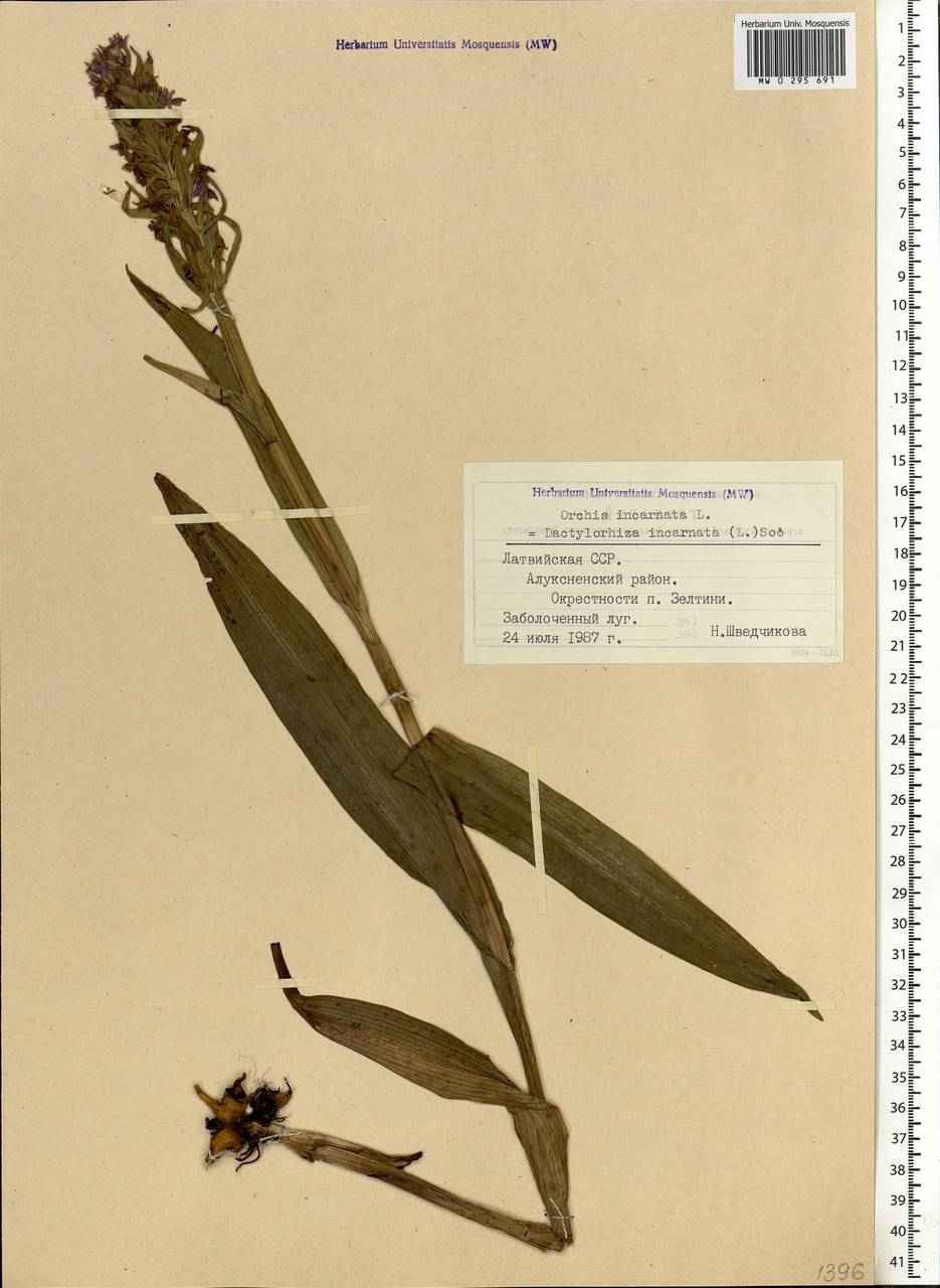 Dactylorhiza incarnata (L.) Soó, Eastern Europe, Latvia (E2b) (Latvia)