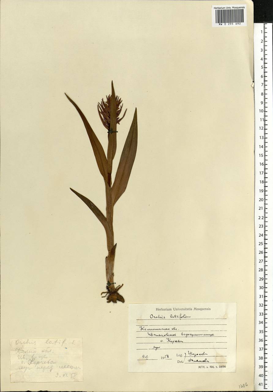 Dactylorhiza incarnata (L.) Soó, Eastern Europe, North-Western region (E2) (Russia)