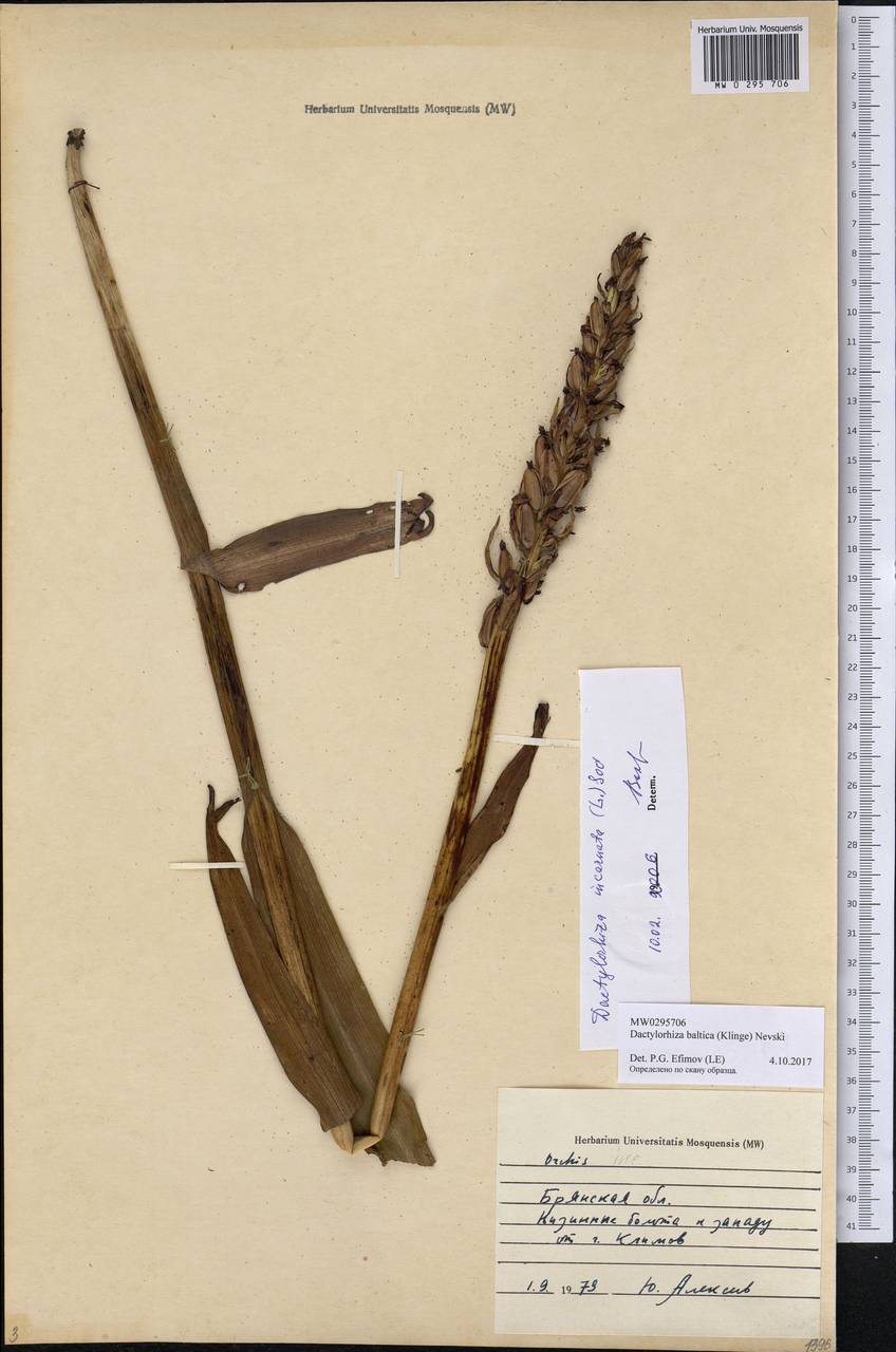 Dactylorhiza majalis subsp. baltica (Klinge) H.Sund., Eastern Europe, Western region (E3) (Russia)